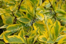 Дерен белый Крим Крекер Cornus alba Cream Cracker