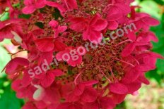 Гортензия метельчатая Прим Ред Hydrangea paniculata Prim Red