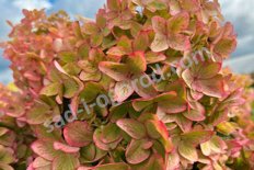 Гортензия метельчатая Металлика Hydrangea paniculata Metallica