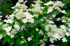 Гортензия метельчатая Прим Вайт / Долприм Hydrangea paniculata PrimWhite / Dolprim