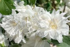 Чубушник Миннесота Сноуфлейк Philadelphus Minnesota Snowflake