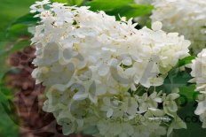 Гортензия метельчатая Паффер Фиш Hydrangea paniculata Puffer Fish