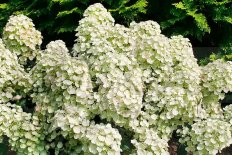 Гортензия метельчатая Тини Квик Файер Hydrangea paniculata Tiny Quick Fire