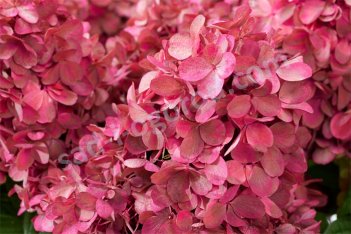 Гортензия метельчатая Бонфаер Hydrangea paniculata Bonfire
