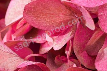 Гортензия метельчатая Бонфаер Hydrangea paniculata Bonfire