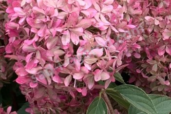Гортензия метельчатая Пиксио Hydrangea paniculata Pixio
