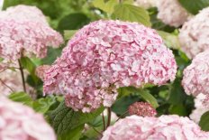 Гортензия древовидная Кандибелль Баблгам Hydrangea arborescens Candybelle® Bubblegum