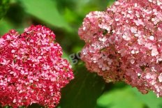 Гортензия древовидная Кандибелл Сорбет Hydrangea arborescens Candybelle® Sorbet