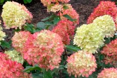 Гортензия метельчатая Литл Лав Hydrangea paniculata Little Love