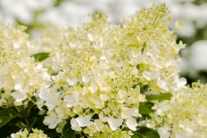 Гортензия метельчатая Милк энд Хани Hydrangea paniculata Milk and Honey