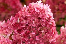 Гортензия метельчатаяa Литтл Рози Hydrangea paniculata Little Rosy