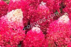 Гортензия метельчатая Ред Вельвет Hydrangea paniculata Red Velvet