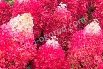 Гортензия метельчатая Ред Вельвет Hydrangea paniculata Red Velvet