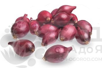 Лук-севок Ред Барон (Red baron)