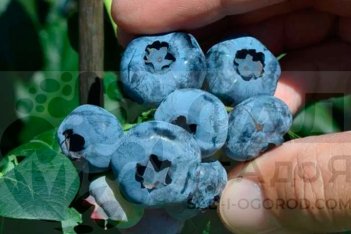 Голубика Денис Блю Vaccinium Denise Blue