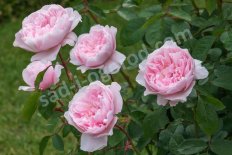 Роза английская Висли Rose Wisley 2008