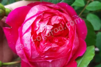 Роза английская кустовая Бенджамин Бриттен Rose Benjamin Britten