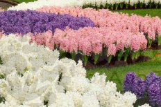 Гиацинты Осень 2025