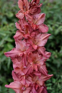 Гладиолус Кофе со сливками Gladiolus hybr Kofe so slivkami