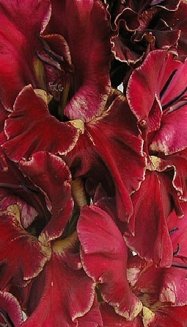 Гладиолус Лихой гусар Gladiolus Lihoj Gusar