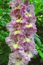 Гладиолус Садко Gladiolus Sadko