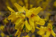 Форзиция яйцевидная Forsythia ovate