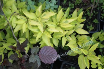 Форзиция пестролистная Forsythia variegata