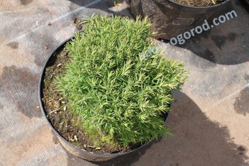Туя западная Тедди Thuja occidentalis Teddy