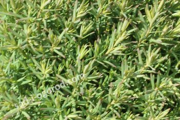 Туя западная Тедди Thuja occidentalis Teddy