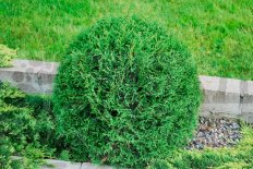 Туя западная Вудварди Thuja occidentalis Woodwardii
