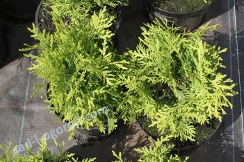 Туя западная Даника Ауреа Thuja occidentalis Danica Aurea