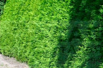 Туя западная Брабант Thuja occidentalis Brabant