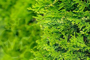 Туя западная Брабант Thuja occidentalis Brabant