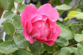 Роза шраб Дебора Rose Deborah