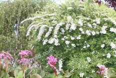Спирея серая Грефшайм Spiraea cinerea Grefsheim