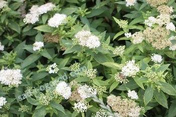 Спирея японская Альбифлора Spiraea japonica Albiflora