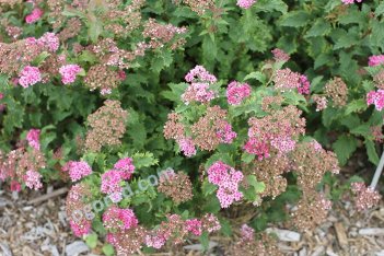 Спирея японская Криспа Spiraea japonica Crispa
