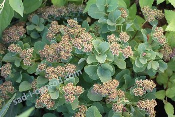 Спирея березолистная spiraea betulifolia