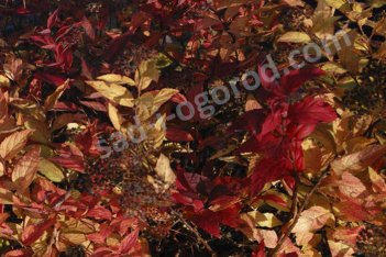 Спирея японская Файрлайт Spiraea japonica Firelight