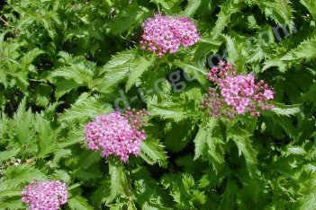 Спирея японская Фроебели Spiraea japonica Froebelii
