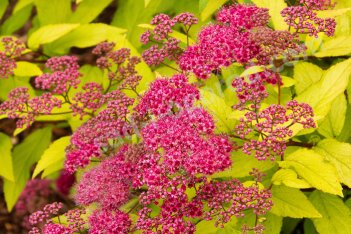 Спирея японская Голдфлейм Spiraea japonica Goldflame