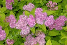 Спирея японская Голден Принцесс Spiraea japonica Golden Princess