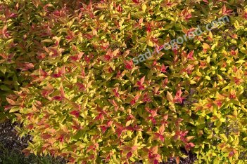 Спирея японская Голдмаунд Spiraea japonica Goldmound