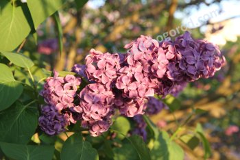 Кустарники для вашего сада