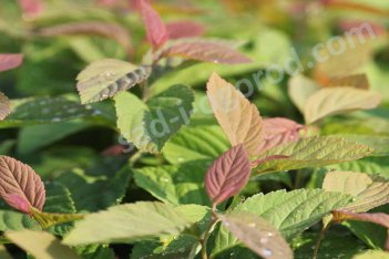Спирея японская Грин энд Голд Spiraea japonica Green and Gold