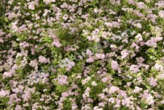 Спирея японская Литл Принцесс Spiraea japonica Little Princess