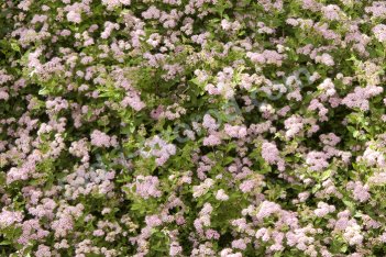 Спирея японская Литл Принцесс Spiraea japonica Little Princess