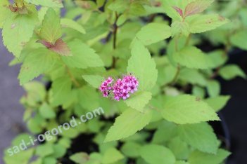 Спирея японская Мейджик Карпет Spiraea japonica Magic Carpet