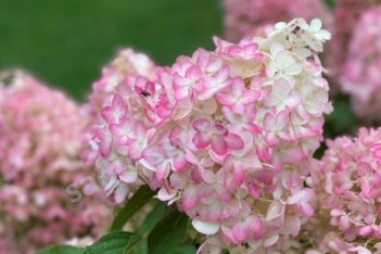 Гортензия метельчатая Пинкачу Hydrangea paniculata Pinkachu
