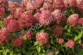 Гортензия метельчатая Пинкачу Hydrangea paniculata Pinkachu